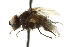  ( - CNC DIPTERA 162024)  @11 [ ] CreativeCommons - Attribution (2012) CNC/CBG Photography Group Centre for Biodiversity Genomics
