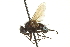  ( - CNC DIPTERA 162025)  @13 [ ] CreativeCommons - Attribution (2012) CNC/CBG Photography Group Centre for Biodiversity Genomics