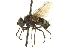  (Graphogaster sp. 2 - CNC DIPTERA 162026)  @14 [ ] CreativeCommons - Attribution (2012) CNC/CBG Photography Group Centre for Biodiversity Genomics