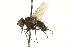  ( - CNC DIPTERA 162027)  @14 [ ] CreativeCommons - Attribution (2012) CNC/CBG Photography Group Centre for Biodiversity Genomics