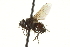  (Graphogaster sp. 3 - CNC DIPTERA 162028)  @13 [ ] CreativeCommons - Attribution (2012) CNC/CBG Photography Group Centre for Biodiversity Genomics