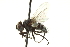  (Graphogaster sp. 4 - CNC DIPTERA 162031)  @14 [ ] CreativeCommons - Attribution (2012) CNC/CBG Photography Group Centre for Biodiversity Genomics