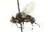  ( - CNC DIPTERA 162032)  @14 [ ] CreativeCommons - Attribution (2012) CNC/CBG Photography Group Centre for Biodiversity Genomics