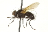  (Macquartia erythrocera - CNC DIPTERA 162035)  @14 [ ] CreativeCommons - Attribution (2012) CNC/CBG Photography Group Centre for Biodiversity Genomics