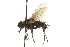  ( - CNC DIPTERA 162040)  @11 [ ] CreativeCommons - Attribution (2012) CNC/CBG Photography Group Centre for Biodiversity Genomics