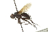  (Macquartia tenebricosa - CNC DIPTERA 162041)  @13 [ ] CreativeCommons - Attribution (2012) CNC/CBG Photography Group Centre for Biodiversity Genomics