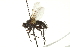  ( - CNC DIPTERA 162042)  @12 [ ] CreativeCommons - Attribution (2012) CNC/CBG Photography Group Centre for Biodiversity Genomics
