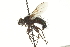  ( - CNC DIPTERA 162056)  @13 [ ] CreativeCommons - Attribution (2012) CNC/CBG Photography Group Centre for Biodiversity Genomics