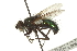 ( - CNC DIPTERA 162057)  @13 [ ] CreativeCommons - Attribution (2012) CNC/CBG Photography Group Centre for Biodiversity Genomics