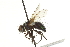  ( - CNC DIPTERA 162058)  @13 [ ] CreativeCommons - Attribution (2012) CNC/CBG Photography Group Centre for Biodiversity Genomics