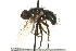  ( - CNC DIPTERA 162059)  @12 [ ] CreativeCommons - Attribution (2012) CNC/CBG Photography Group Centre for Biodiversity Genomics
