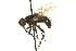  ( - CNC DIPTERA 162061)  @12 [ ] CreativeCommons - Attribution (2012) CNC/CBG Photography Group Centre for Biodiversity Genomics