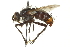  ( - CNC DIPTERA 162067)  @11 [ ] CreativeCommons - Attribution (2012) CNC/CBG Photography Group Centre for Biodiversity Genomics