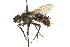  ( - CNC DIPTERA 162068)  @13 [ ] CreativeCommons - Attribution (2012) CNC/CBG Photography Group Centre for Biodiversity Genomics