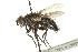  ( - CNC DIPTERA 162083)  @13 [ ] CreativeCommons - Attribution (2012) CNC/CBG Photography Group Centre for Biodiversity Genomics