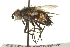  ( - CNC DIPTERA 162084)  @13 [ ] CreativeCommons - Attribution (2012) CNC/CBG Photography Group Centre for Biodiversity Genomics