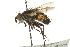  ( - CNC DIPTERA 162086)  @13 [ ] CreativeCommons - Attribution (2012) CNC/CBG Photography Group Centre for Biodiversity Genomics