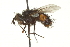  ( - CNC DIPTERA 162091)  @13 [ ] CreativeCommons - Attribution (2012) CNC/CBG Photography Group Centre for Biodiversity Genomics