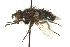  ( - CNC DIPTERA 162093)  @13 [ ] CreativeCommons - Attribution (2012) CNC/CBG Photography Group Centre for Biodiversity Genomics