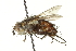  ( - CNC DIPTERA 162104)  @11 [ ] CreativeCommons - Attribution (2012) CNC/CBG Photography Group Centre for Biodiversity Genomics
