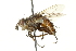  ( - CNC DIPTERA 162106)  @11 [ ] CreativeCommons - Attribution (2012) CNC/CBG Photography Group Centre for Biodiversity Genomics