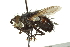  ( - CNC DIPTERA 162118)  @13 [ ] CreativeCommons - Attribution (2012) CNC/CBG Photography Group Centre for Biodiversity Genomics
