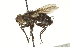  ( - CNC DIPTERA 162119)  @14 [ ] CreativeCommons - Attribution (2012) CNC/CBG Photography Group Centre for Biodiversity Genomics