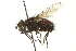  (Panzeria arcuata - CNC DIPTERA 162146)  @14 [ ] CreativeCommons - Attribution (2012) CNC/CBG Photography Group Centre for Biodiversity Genomics