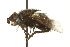  (Panzeria sp. 1 - CNC DIPTERA 162152)  @13 [ ] CreativeCommons - Attribution (2012) CNC/CBG Photography Group Centre for Biodiversity Genomics