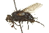  ( - CNC DIPTERA 162159)  @14 [ ] CreativeCommons - Attribution (2012) CNC/CBG Photography Group Centre for Biodiversity Genomics