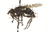  (Panzeria platycarina - CNC DIPTERA 162161)  @14 [ ] CreativeCommons - Attribution (2012) CNC/CBG Photography Group Centre for Biodiversity Genomics