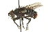  ( - CNC DIPTERA 162162)  @13 [ ] CreativeCommons - Attribution (2012) CNC/CBG Photography Group Centre for Biodiversity Genomics