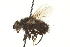  ( - CNC DIPTERA 162163)  @13 [ ] CreativeCommons - Attribution (2012) CNC/CBG Photography Group Centre for Biodiversity Genomics
