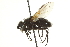  ( - CNC DIPTERA 162166)  @11 [ ] CreativeCommons - Attribution (2012) CNC/CBG Photography Group Centre for Biodiversity Genomics