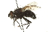  ( - CNC DIPTERA 162168)  @13 [ ] CreativeCommons - Attribution (2012) CNC/CBG Photography Group Centre for Biodiversity Genomics