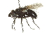  (Panzeria sp. 4 - CNC DIPTERA 162169)  @13 [ ] CreativeCommons - Attribution (2012) CNC/CBG Photography Group Centre for Biodiversity Genomics