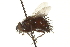  ( - CNC DIPTERA 162176)  @11 [ ] CreativeCommons - Attribution (2012) CNC/CBG Photography Group Centre for Biodiversity Genomics