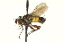  ( - CNC DIPTERA 162204)  @11 [ ] CreativeCommons - Attribution (2012) CNC/CBG Photography Group Centre for Biodiversity Genomics