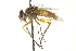  (Leskia sp. 1 - CNC DIPTERA 162205)  @14 [ ] CreativeCommons - Attribution (2012) CNC/CBG Photography Group Centre for Biodiversity Genomics