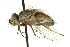  (Solieria nr. eucerata - CNC DIPTERA 162207)  @11 [ ] CreativeCommons - Attribution (2012) CNC/CBG Photography Group Centre for Biodiversity Genomics