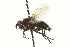  (Lydina areos - CNC DIPTERA 162281)  @14 [ ] CreativeCommons - Attribution (2012) CNC/CBG Photography Group Centre for Biodiversity Genomics