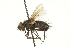  ( - CNC DIPTERA 162290)  @11 [ ] CreativeCommons - Attribution (2012) CNC/CBG Photography Group Centre for Biodiversity Genomics