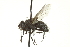  (Ostracophyto - CNC DIPTERA 162321)  @11 [ ] CreativeCommons - Attribution (2012) CNC/CBG Photography Group Centre for Biodiversity Genomics