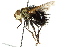  ( - CNC DIPTERA 162341)  @11 [ ] CreativeCommons - Attribution (2012) CNC/CBG Photography Group Centre for Biodiversity Genomics