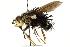  (Epalpus albomaculatus - CNC DIPTERA 162344)  @11 [ ] CreativeCommons - Attribution (2012) CNC/CBG Photography Group Centre for Biodiversity Genomics