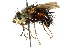  (Epalpus contrarius - CNC DIPTERA 162347)  @11 [ ] CreativeCommons - Attribution (2012) CNC/CBG Photography Group Centre for Biodiversity Genomics