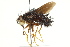  (Epalpus ochripesDHJ04 - CNC DIPTERA 162353)  @14 [ ] CreativeCommons - Attribution (2012) CNC/CBG Photography Group Centre for Biodiversity Genomics