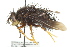  ( - CNC DIPTERA 162354)  @14 [ ] CreativeCommons - Attribution (2012) CNC/CBG Photography Group Centre for Biodiversity Genomics