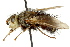  (Epalpus sp. 2 - CNC DIPTERA 162365)  @15 [ ] CreativeCommons - Attribution (2012) CNC/CBG Photography Group Centre for Biodiversity Genomics