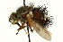  (Lindigepalpus sp. 1 - CNC DIPTERA 162372)  @11 [ ] CreativeCommons - Attribution (2012) CNC/CBG Photography Group Centre for Biodiversity Genomics